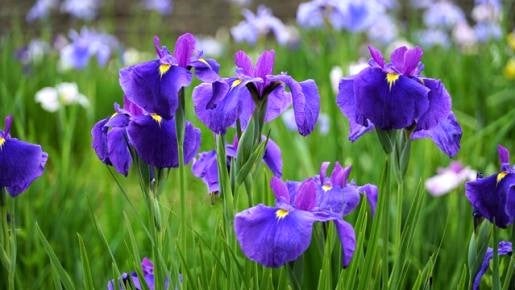 <Web割対象商品>【キングツアーバス旅】お腹いっぱい食べ放題♪ホテル日航成田ビュッフェ&常陸国一宮・鹿島神宮「水郷潮来あやめまつり」〔府中・調布発〕3